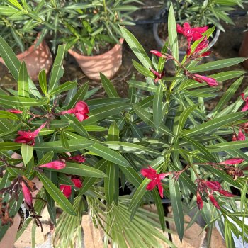 Nerium oleander (oleander červený)  ´CLAUDIA ´ kont. C3L, výška: 40-60 cm (-10/-12°C)
